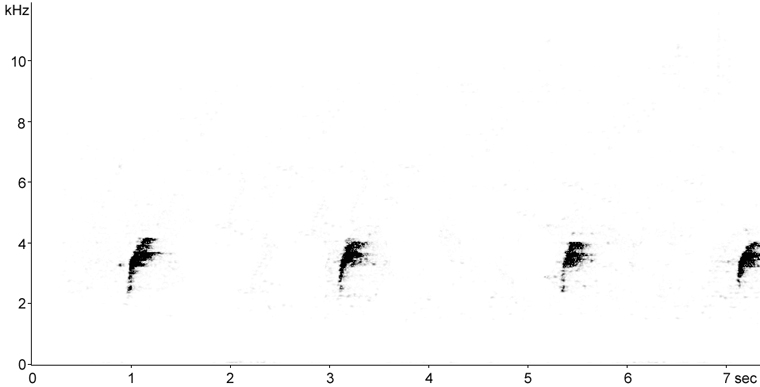 Sonogram of Eastern Towhee calls