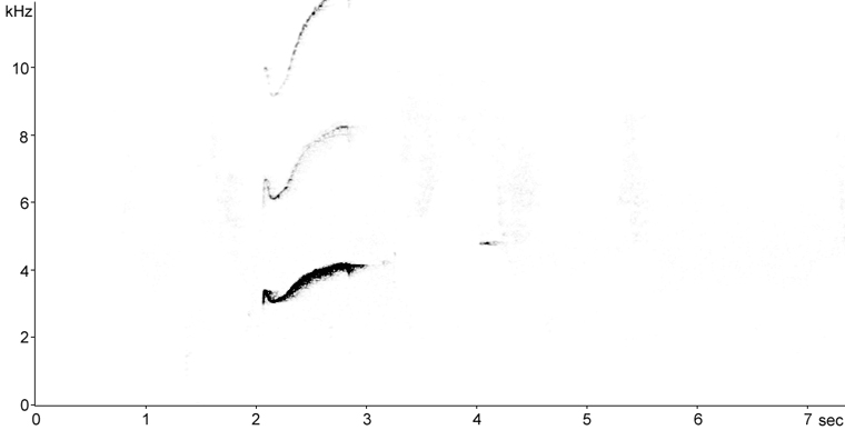 Sonogram of Eastern Wood-Pewee song