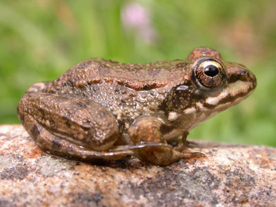 Iberian Water Frog (Rana perezi) 