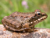 Iberian Water Frog