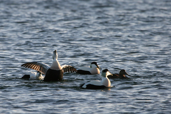 Eider 2005 Fraser Simpson