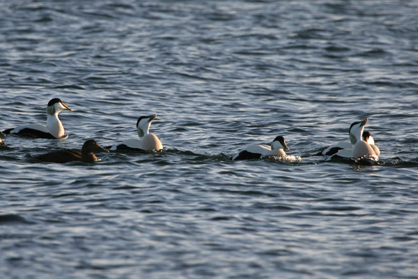 Eider 2005 Fraser Simpson