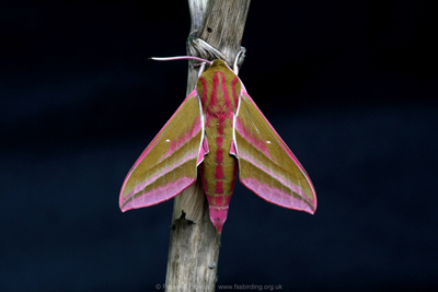 Elephant Hawk-moth (Deilephila elpenor)  Fraser Simpson
