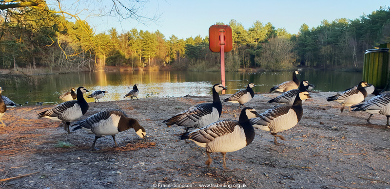Feral Barnacle Geese at the NE lake in Maple zone, Elveden Forest  Fraser Simpson 
