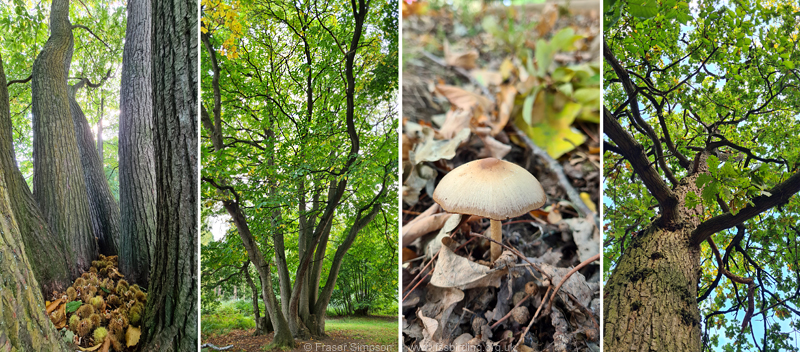Sweet Chestnut & Pedunculate Oak woodland, Elveden Forest, Suffolk  Fraser Simpson 