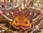 Emperor Moth