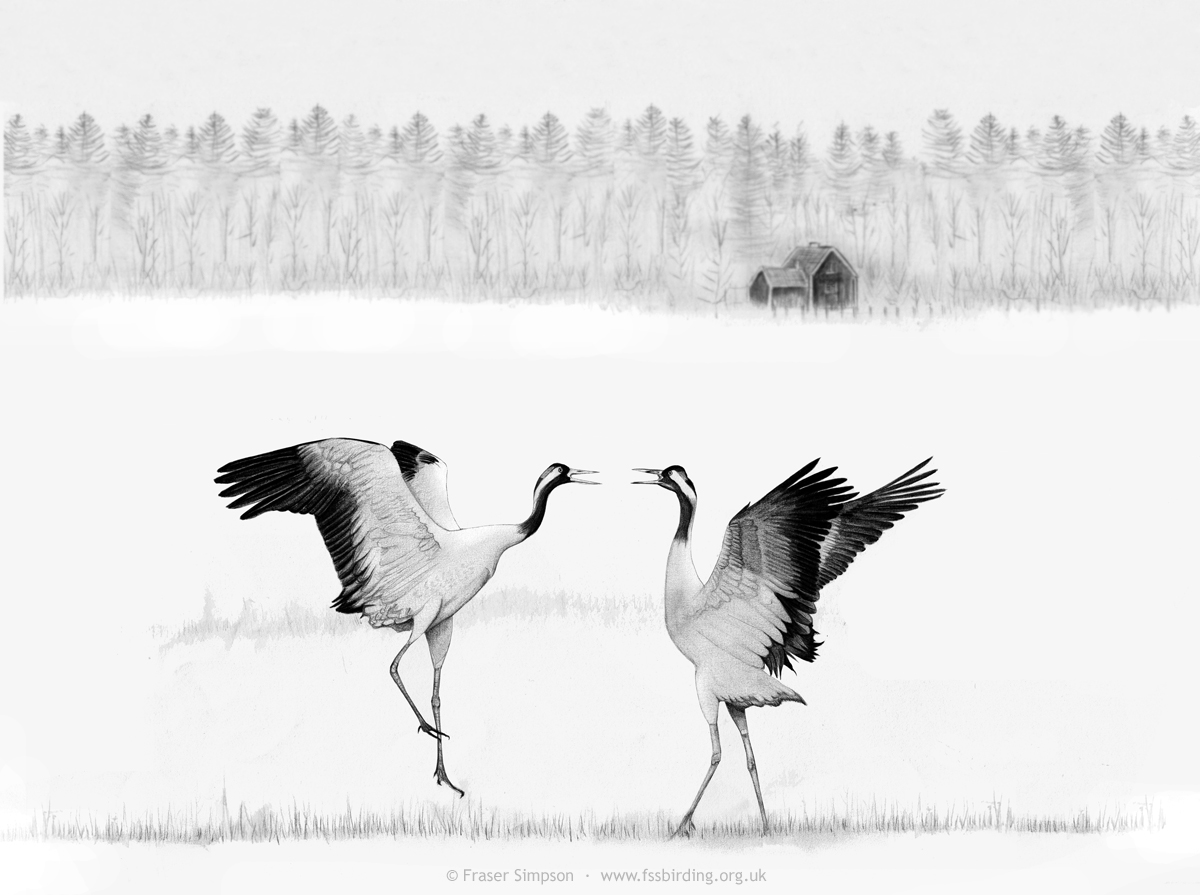 Eurasian Cranes courtship dance in Sweden drawing © Fraser Simpson