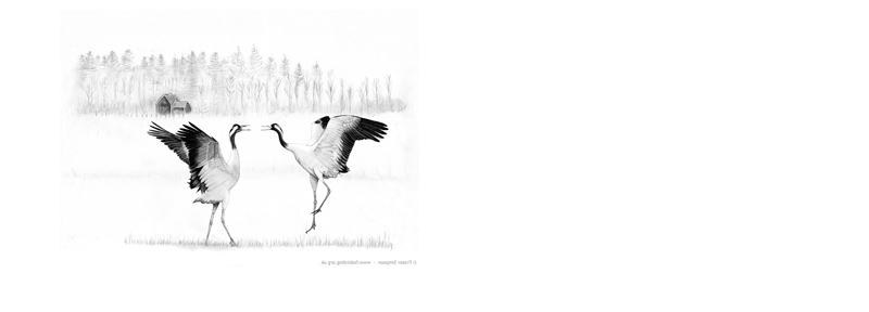 Eurasian Cranes courtship dance in Sweden drawing  Fraser Simpson