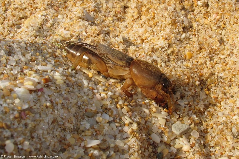European Mole-cricket (Gryllotalpa gryllotalpa) © Fraser Simpson