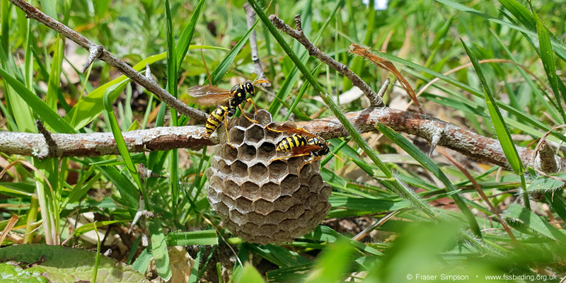 European Paper Wasp (Polistes dominula), Valle de Ojn  Fraser Simpson