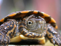 Spanish Terrapin