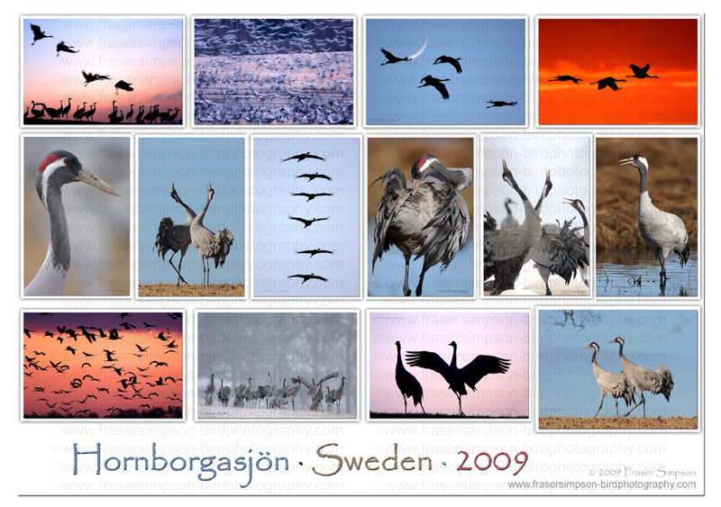 Eurasian Crane photography  Fraser Simpson 2009