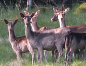 Fallow Deer