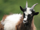 Feral Goat