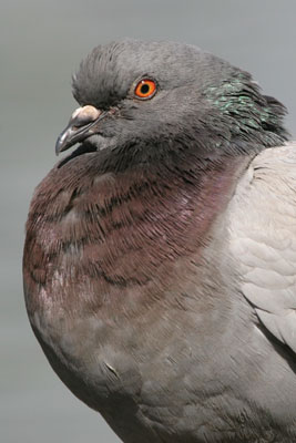 Feral Pigeon  2005  F. S. Simpson
