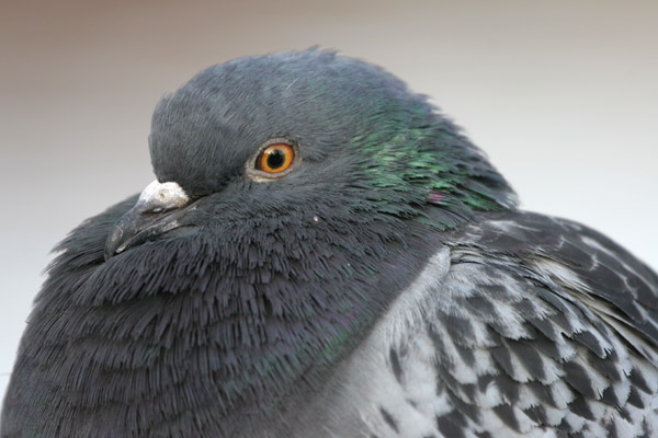 Feral Pigeon 2005 Fraser Simpson