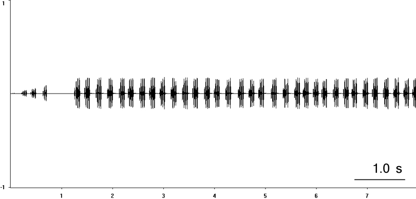 Oscillogram of European Field Cricket song