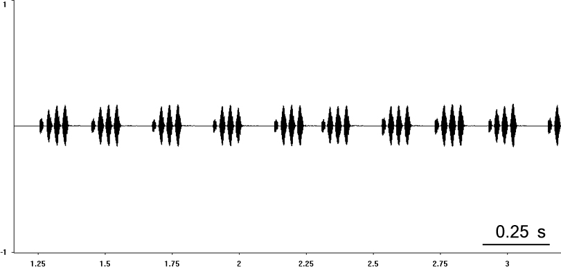 Oscillogram of European Field Cricket song