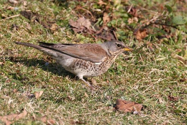 Fieldfare 2006 Fraser Simpson