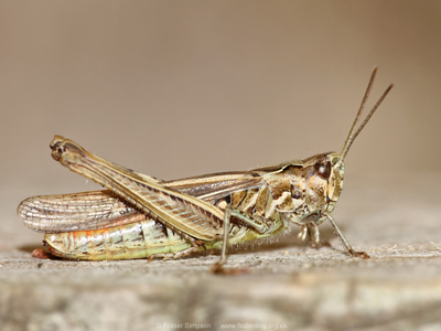 Field Grasshopper (Chorthippus brunneus) - female  Fraser Simpson