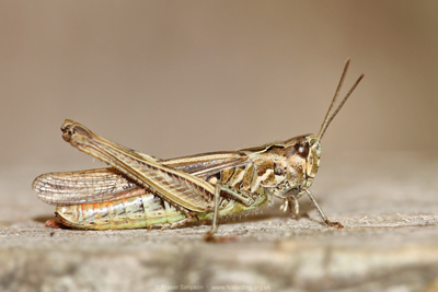 female Field Grasshopper (Chorthippus brunneus), Townholm, Kilmarnock  Fraser Simpson