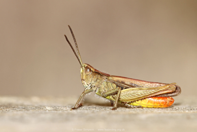 male Field Grasshopper (Chorthippus brunneus), Townholm, Kilmarnock  Fraser Simpson