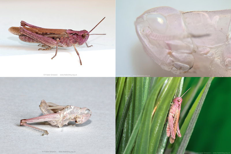 pink form of Field Grasshopper (Chorthippus brunneus) © Fraser Simpson