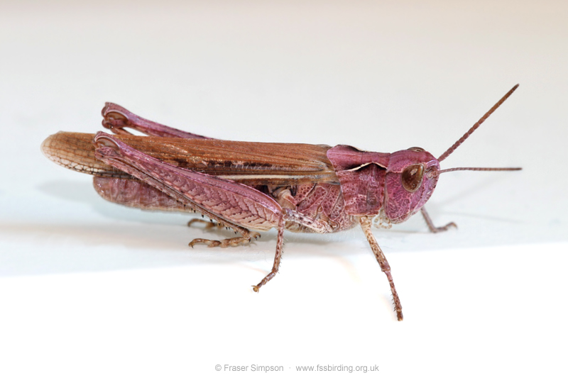 pink form of Field Grasshopper (Chorthippus brunneus)  Fraser Simpson