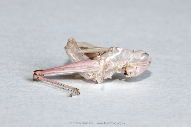 exuviae of pink form of Field Grasshopper (Chorthippus brunneus)  Fraser Simpson