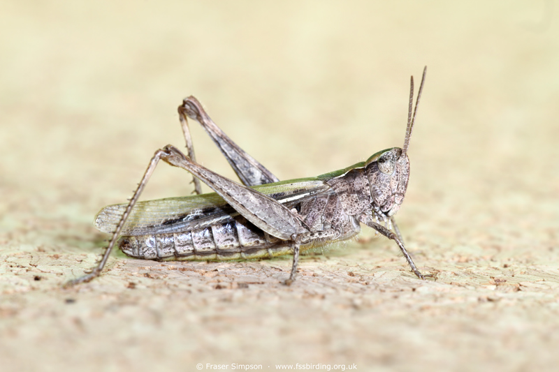 Field Grasshopper (Chorthippus brunneus)  Fraser Simpson