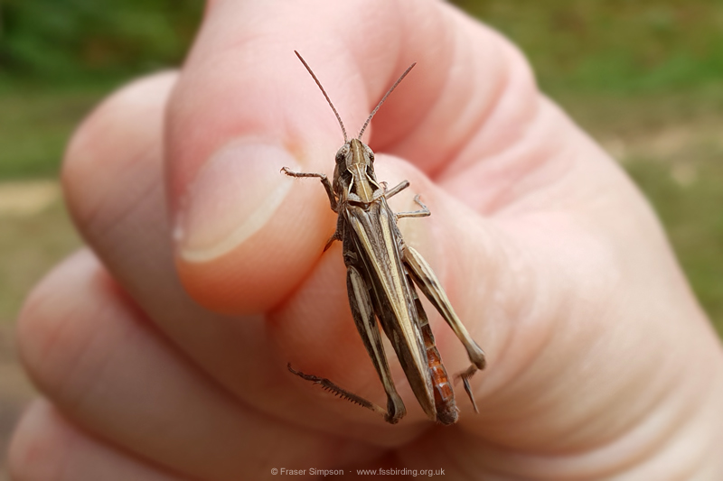 Field Grasshopper (Chorthippus brunneus)  Fraser Simpson