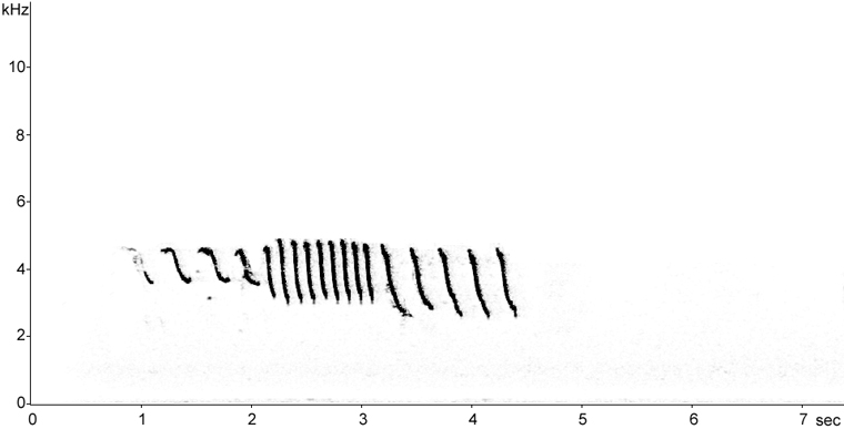 Sonogram of Field Sparrow song