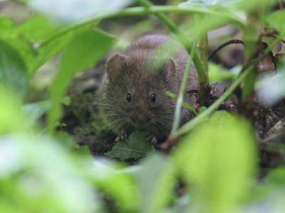 Field Vole  2008 Fraser Simpson