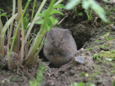 Field Vole  2008 Fraser Simpson