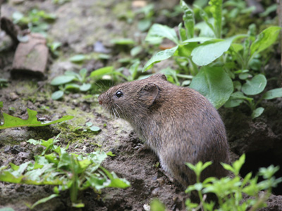 Field Vole  2008 Fraser Simpson