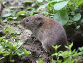 Field Vole