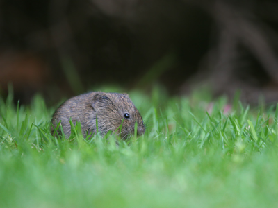 Field Vole  2008 Fraser Simpson