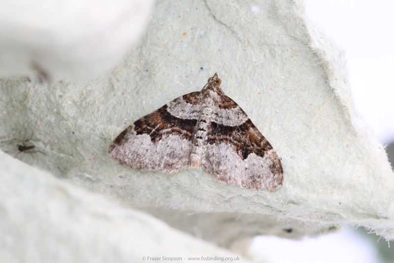 Flame Carpet (Xanthorhoe designata)  Fraser Simpson