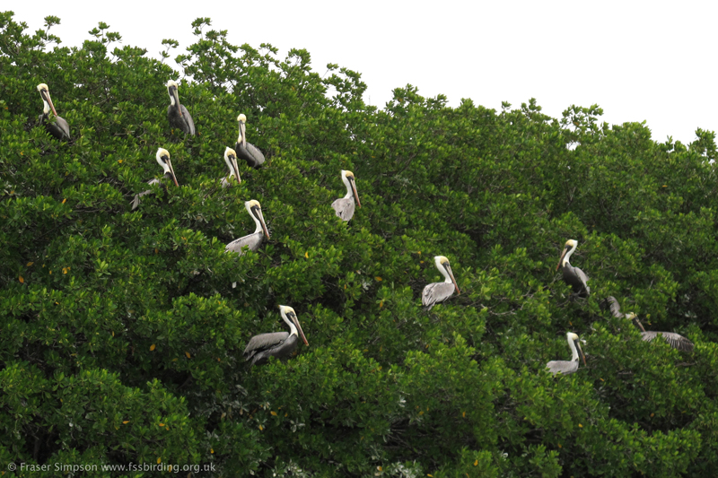 Brown Pelicans (Pelecanus occidentalis) on Venture Key  Fraser Simpson 2014