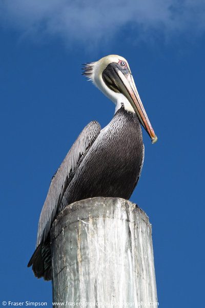 Brown Pelican (Pelecanus occidentalis)  Fraser Simpson 2014