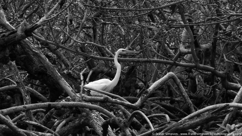 Great White Heron (Ardea herodias)  Fraser Simpson 2014