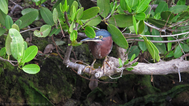 Green Heron (Butorides virescens)  Fraser Simpson 2014