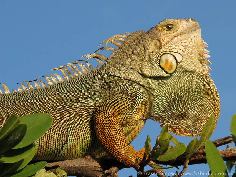Green Iguana (Iguana iguana)  Fraser Simpson 2014