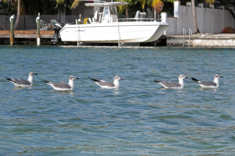 Laughing Gulls  (Larus atricilla)  Fraser Simpson 2014