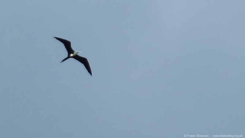 Magnificent Frigatebird (Fregata magnificens)  Fraser Simpson 2014