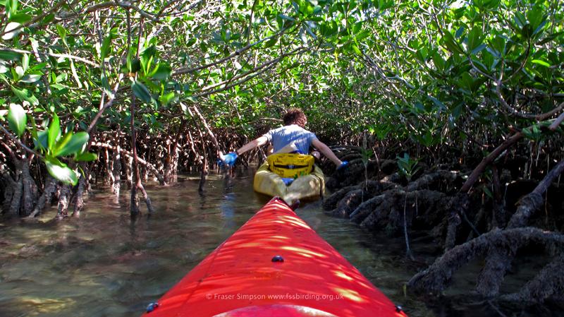 Mangroves, LowerSugarloaf Key,  Fraser Simpson 2014