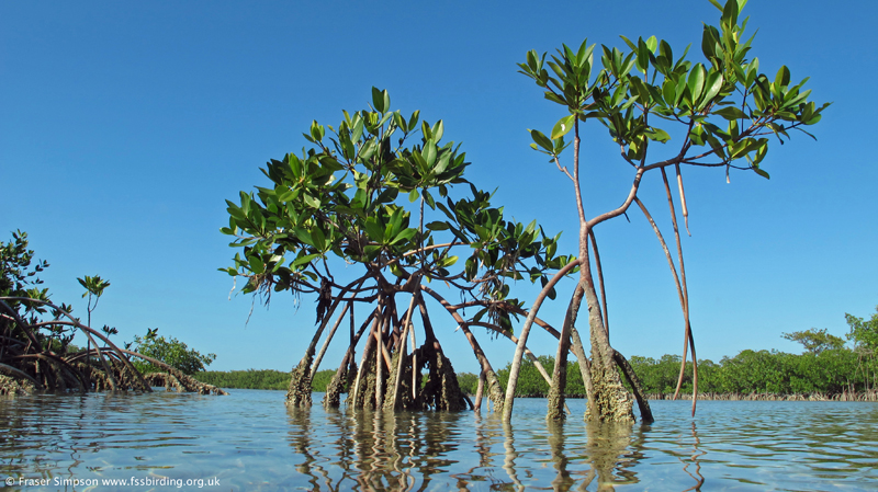 Mangroves, LowerSugarloaf Key, © Fraser Simpson 2014