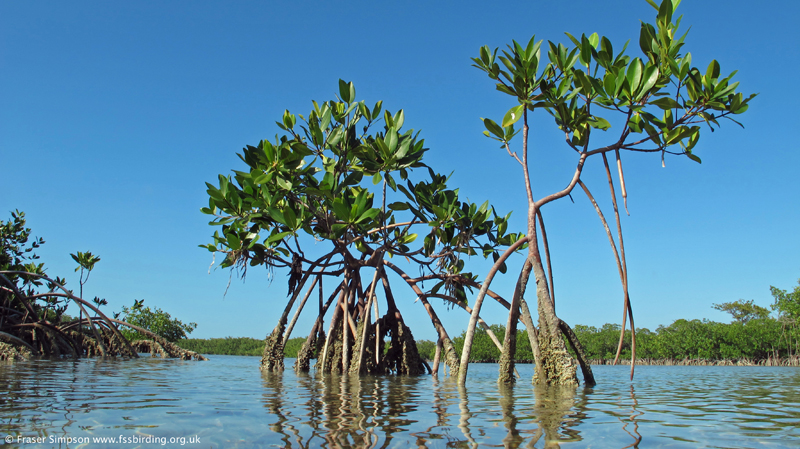 Mangroves, LowerSugarloaf Key,  Fraser Simpson 2014