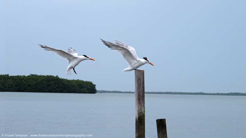Royal Tern (Sterna maxima)  Fraser Simpson 2014