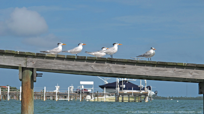 Royal Tern (Sterna maxima)  Fraser Simpson 2014